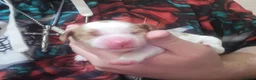 Cocker Spaniel dogs for sale: working cocker spaniels in Ashington - Advert 7