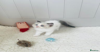 Ragdoll cats - Advert 5