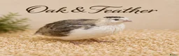 Quail poultry for sale: Celadon & Coturnix Quail | Pre-Orders Open - Advert 4