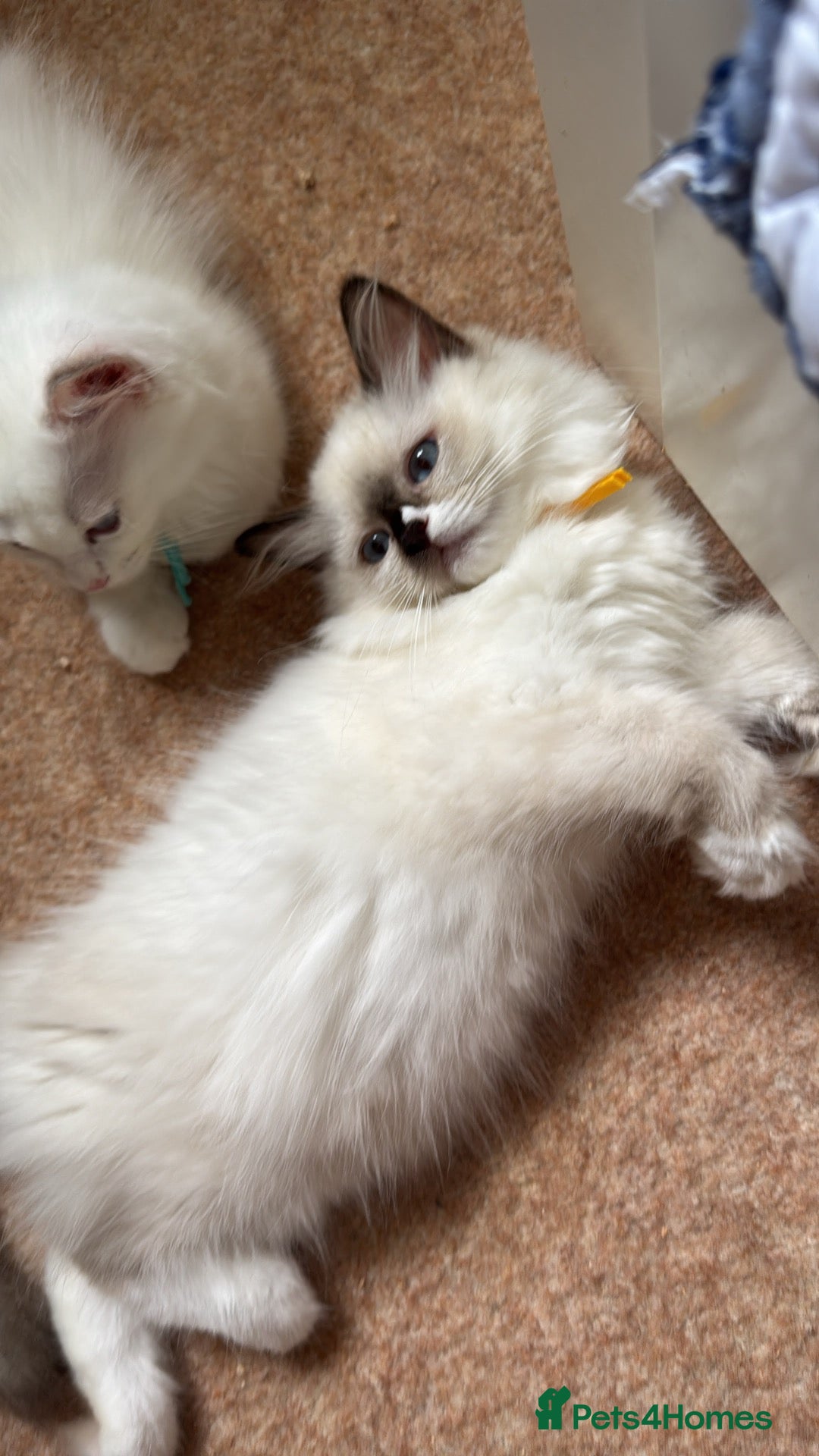 Ragdoll cats for sale: Stunning ragdoll kittens can go home now  - Advert 2
