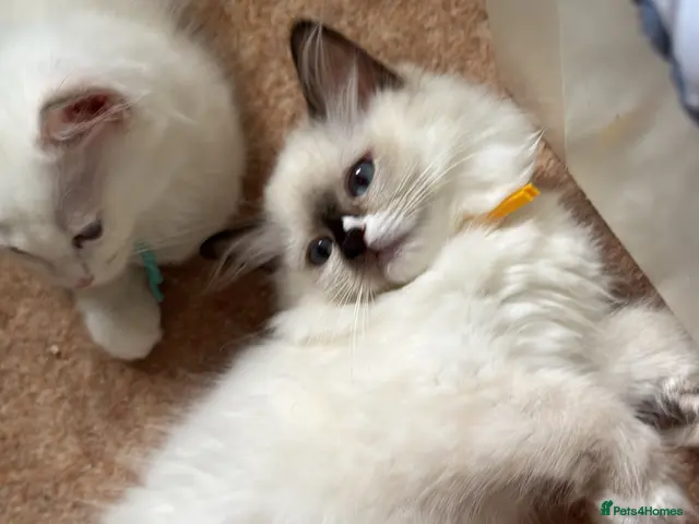 Ragdoll cats for sale: Stunning ragdoll kittens can go home now - Advert 2