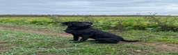 Labrador Retriever dogs for sale: Wonderful Labrador Pups  - Advert 3