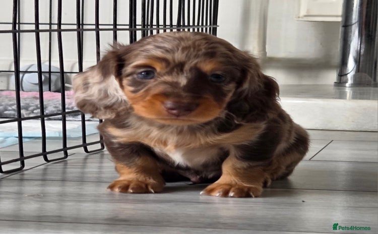 Miniature Dachshund dogs - Advert 3