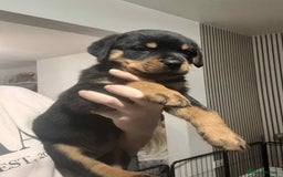 Rottweiler dogs for sale: Chunky Rottweiler Puppies - Image 2