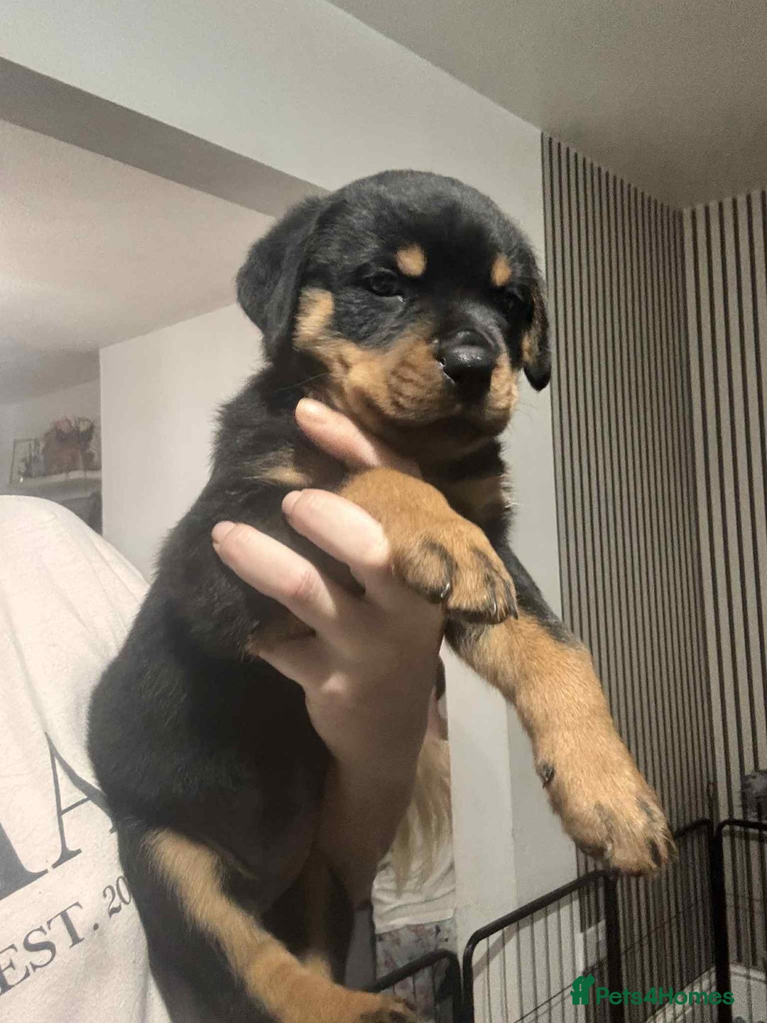Rottweiler dogs for sale: Chunky Rottweiler Puppies - Image 2