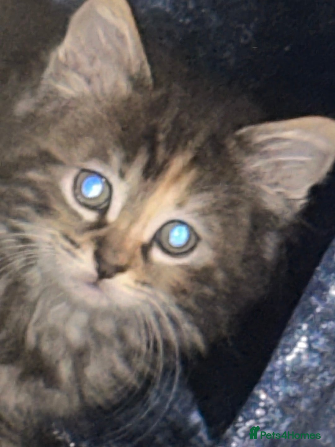 Ragcoon cats for sale: Ragdoll cross - Advert 29