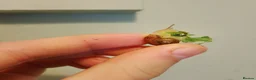 Snails invertebrates for sale: Precious little snails for sale  - Advert 6