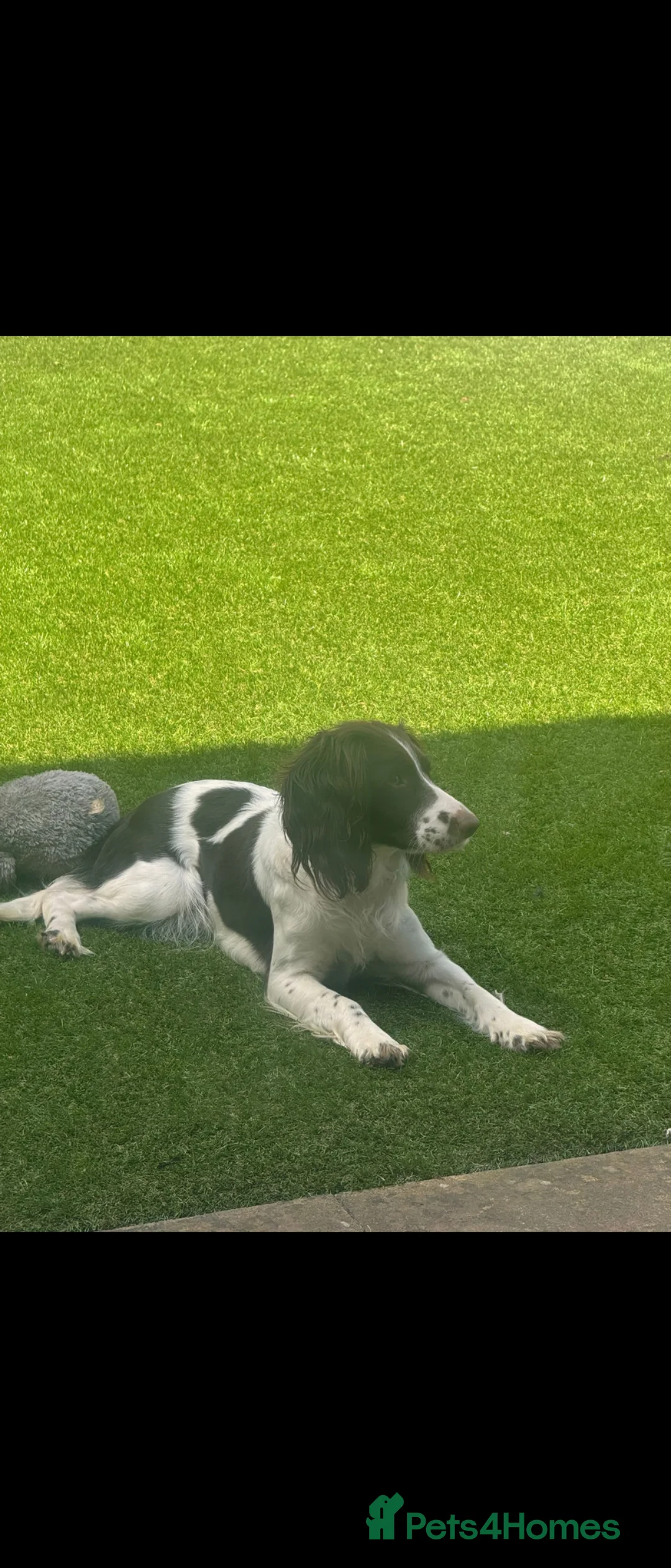English Springer Spaniel dogs for sale: English Springer Spaniel - Luna  in Wolverhampton - Advert 1