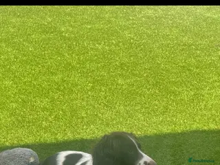 English Springer Spaniel dogs English Springer Spaniel - Luna - Advert 1