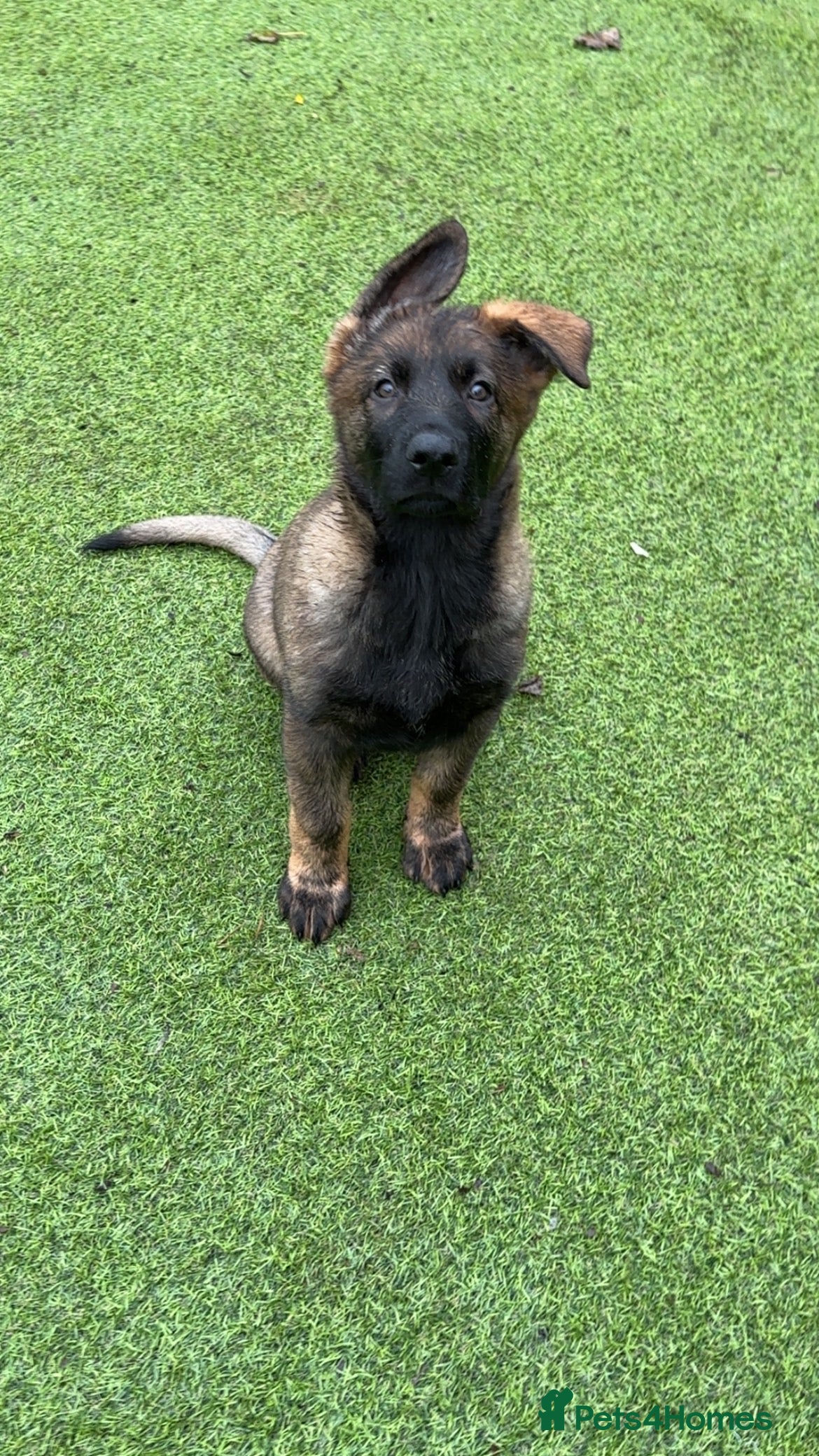 German Shepherd dogs Last female German shepherd pup kc reg working p - Advert 4
