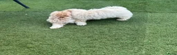 Maltipoo dogs for sale: 🐾 toy maltipoo puppy’s 🐾 - Advert 8