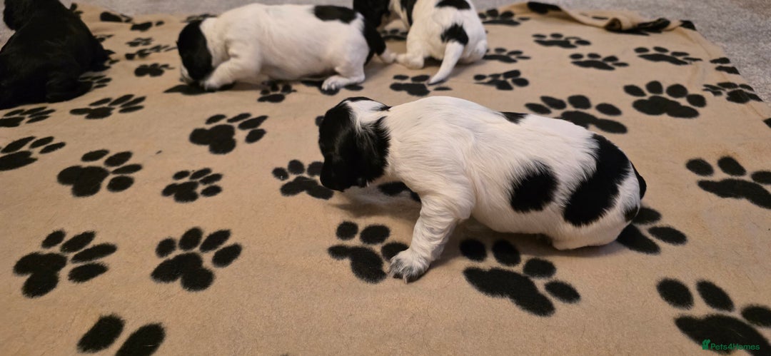 Cocker Spaniel dogs for sale: Cocker spaniel for sale - Image 5