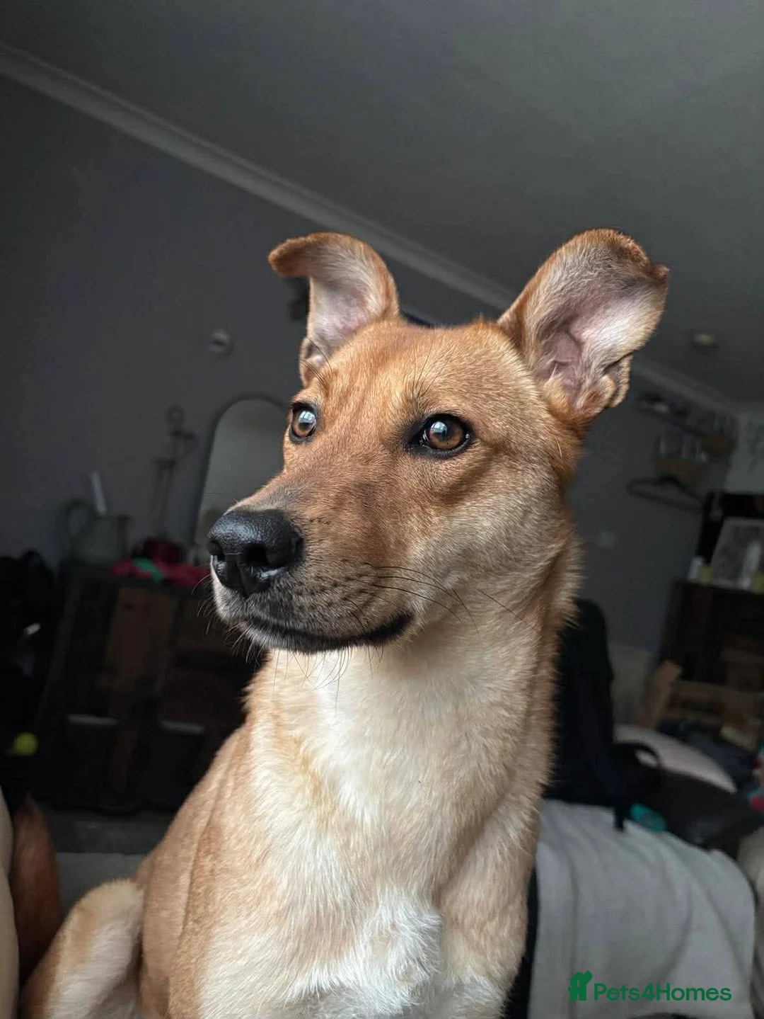 Mixed Breed dogs for adoption: Sandy for adoption in Leigh-on-Sea - Advert 1