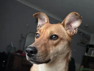 Mixed Breed dogs Sandy for adoption - Advert 8