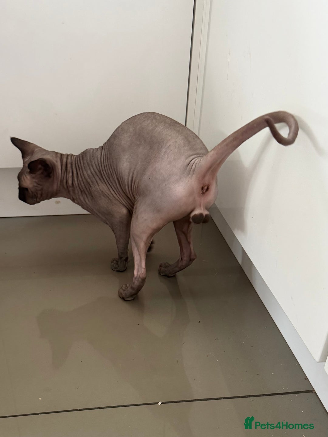 Sphynx cats for stud: TICA Registered Active,Canadian Sphynx is for STUD - Advert 6