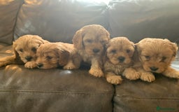 Cavapoo dogs for sale: Outstanding F1 Apricot Cavapoo puppies  - Image 21