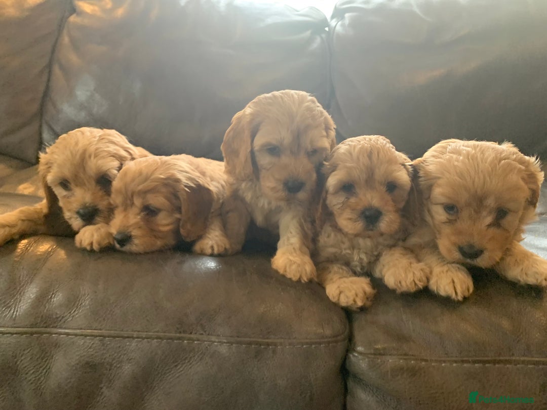 Cavapoo dogs for sale: Outstanding F1 Apricot Cavapoo puppies  - Image 21