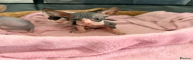Sphynx 2