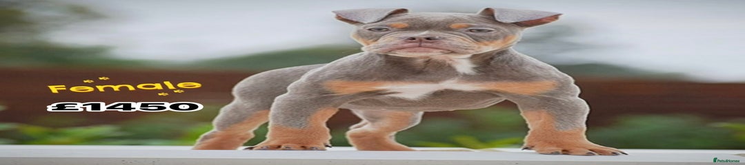 Old Tyme Bulldog Puppy 9