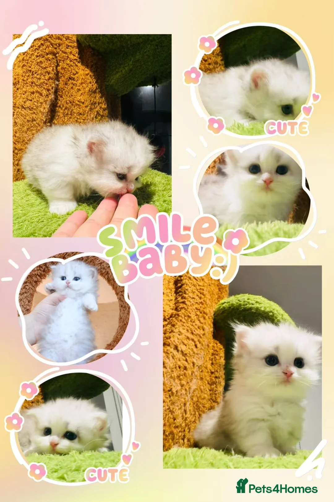 Munchkin cats for sale: Show-Quality Minuet Kittens – Rare in the UK - Advert 1