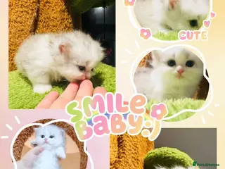 Munchkin cats Show-Quality Minuet Kittens – Rare in the UK - Advert 3