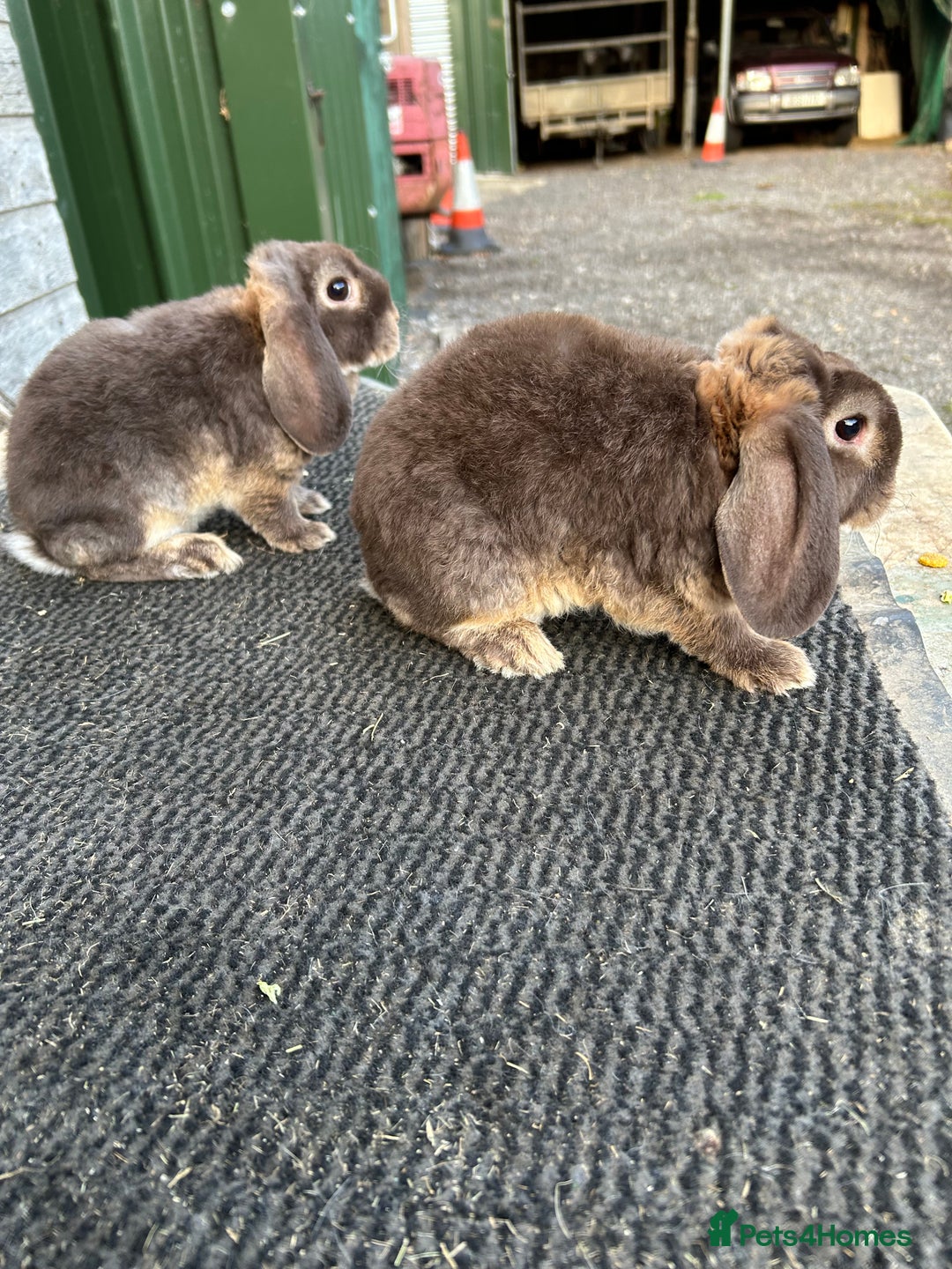 Mini Lop rabbits for sale: Choc otter mini plush lops - Image 2