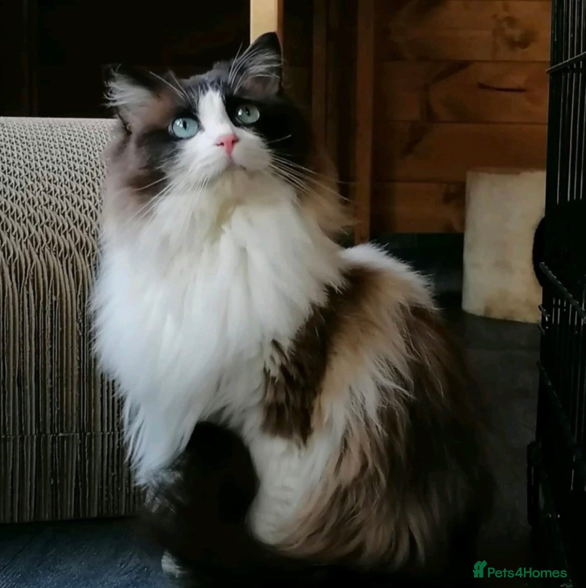 Ragdoll cats Two spayed ragdoll bonded sisters  - Advert 5