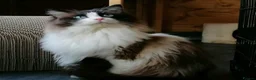 Ragdoll cats for sale: Two spayed ragdoll bonded sisters  - Advert 2