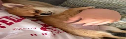Chihuahua dogs for sale: 🩵 Stunning Long Coat Chihuahua Boy 🩵 - Advert 4