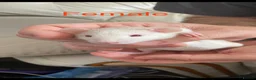 Rat rodents for sale: Adorable Dumbo Baby Rats, Looking For Loving Homes - Advert 22