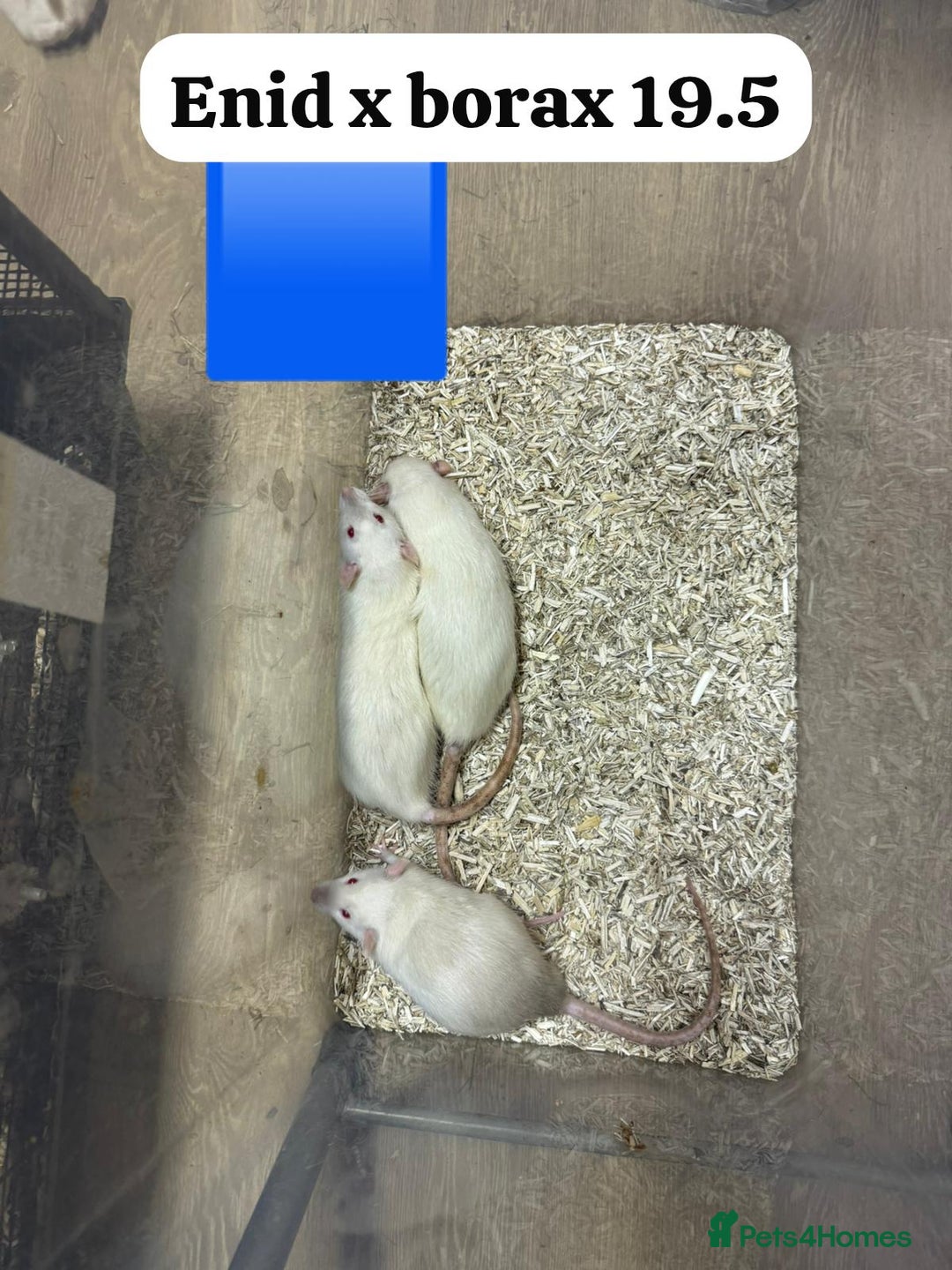 Rat rodents for sale: Baby and young rats ready now. Sheffield - Image 3