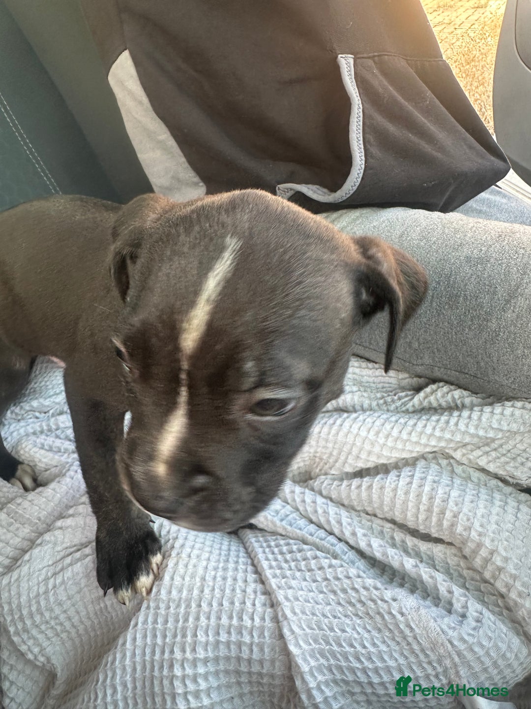 Mixed Breed dogs for sale: Staff x cane corso puppies - Image 24