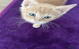 British Shorthair cats for sale: Golden British short hair kitten  - Image 5