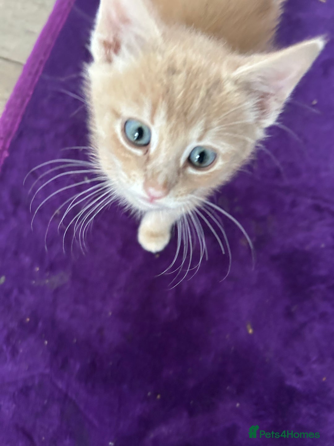 British Shorthair cats for sale: Golden British short hair kitten  - Image 5