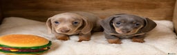 Dachshund dogs for sale: 2 FEMALES AVAILABLE BLUE TAN &ISABELLA TAN 😍 - Advert 1
