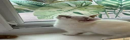 Munchkin cats for sale: Super short legs Munchkin kittens  - Advert 24