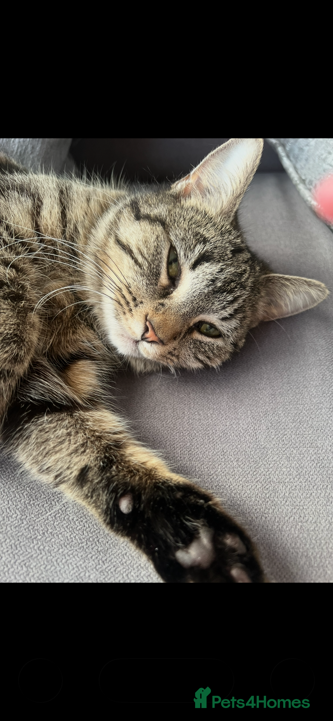 Mixed Breed cats for sale: Beautiful female cat  - Image 3