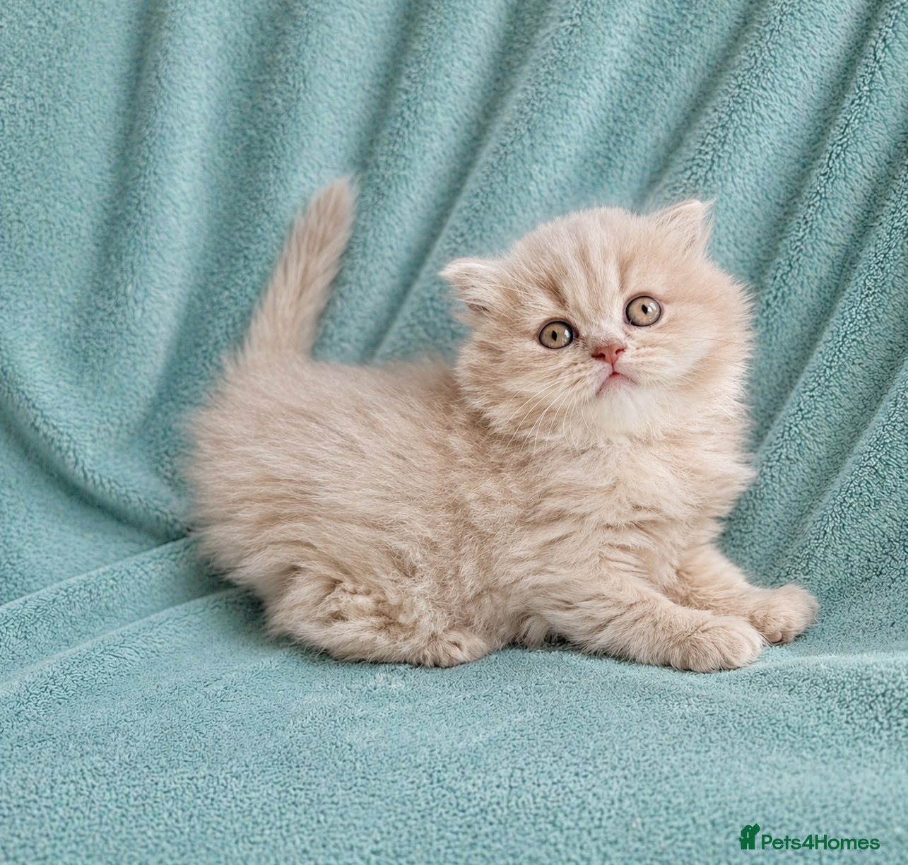 British Longhair cats for sale: 🎀Last longhair girl available from this litter.  - Advert 15