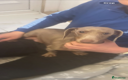 Dachshund dogs for sale: Dachshund  puppies  - Advert 1