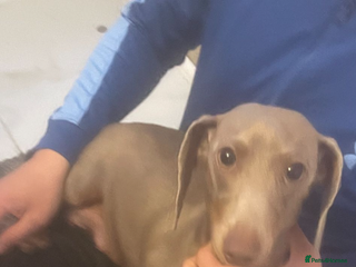 Dachshund dogs Dachshund puppies - Advert 1