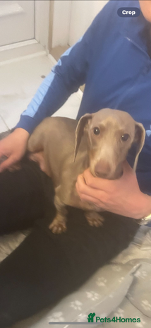 Dachshund dogs Dachshund puppies - Advert 1