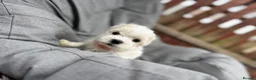 Maltese dogs for sale: >>PUREBRED BEAUTIFULLY MALTESE PUPPIES<< - Advert 12