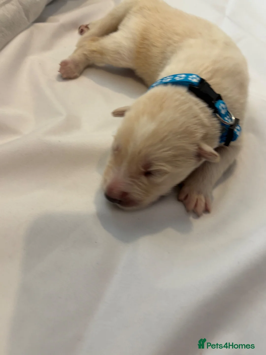 Siberian Husky dogs for sale: 7 beautiful Siberian husky’s for sale  in Tonbridge - Advert 28
