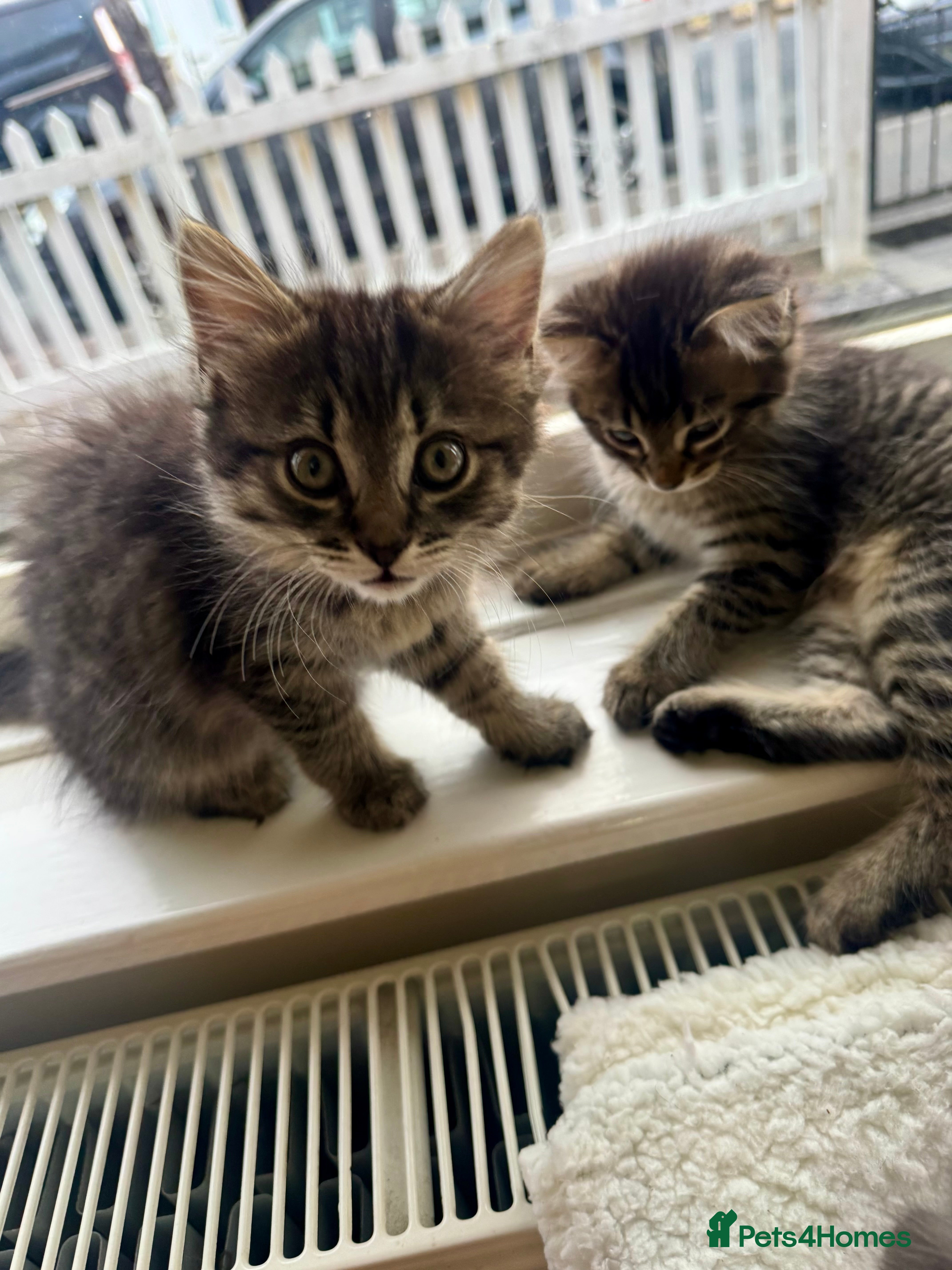 Mixed Breed cats 2 bonded female kittens  - Advert 9