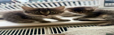 Tabby 1 