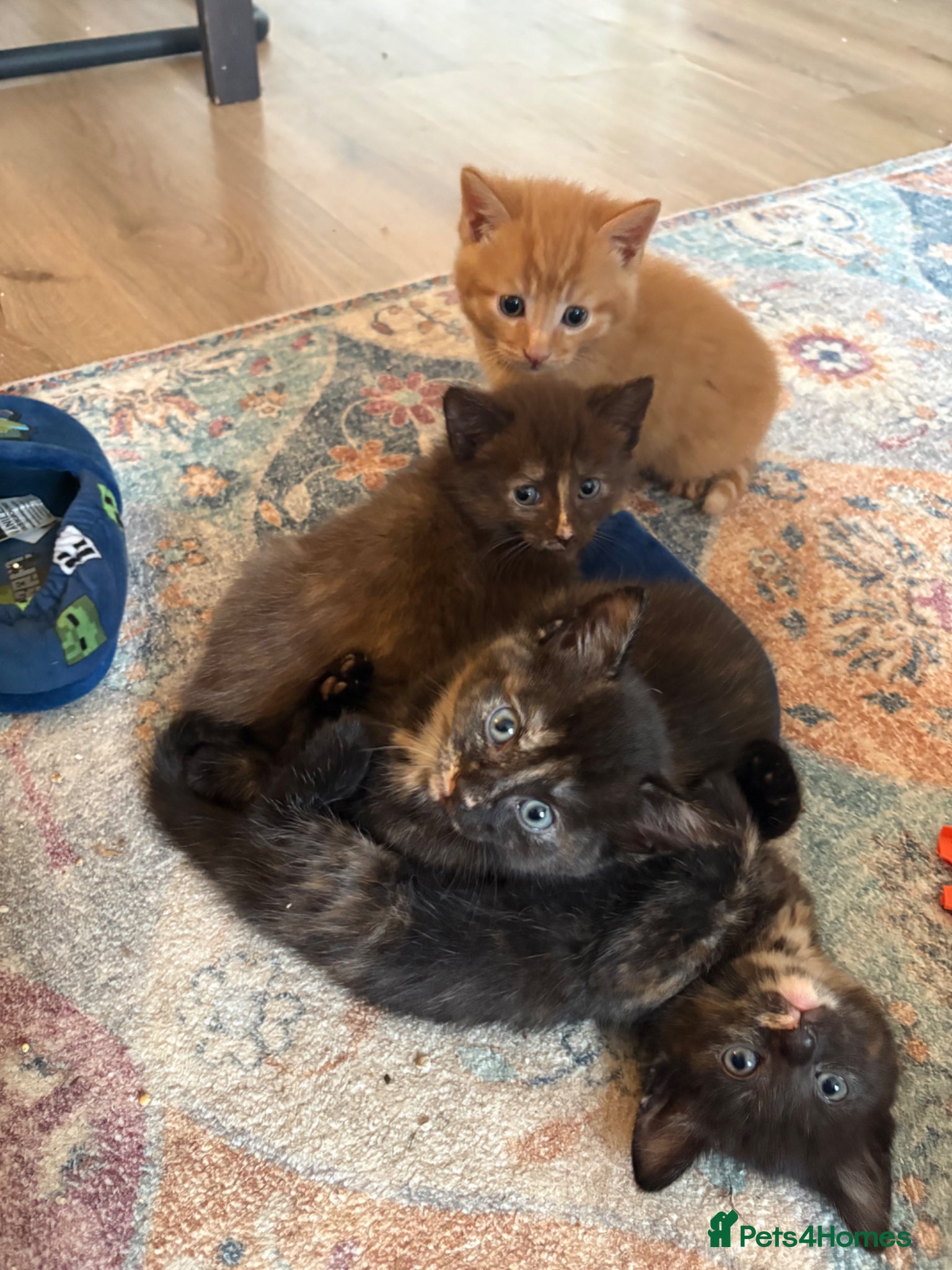 Mixed Breed cats 5 gorgeous kittens - Advert 16