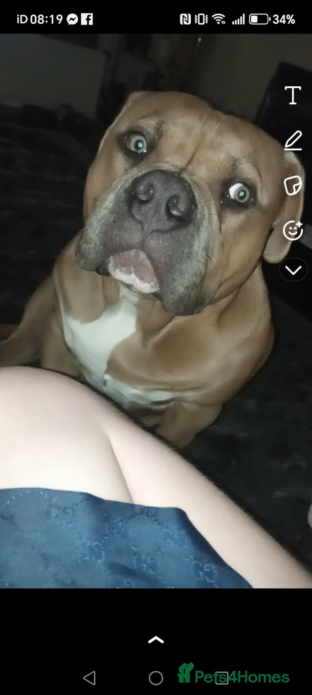 American Bully dogs for sale: 13 month old pocket bully male  - Advert 10