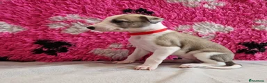 Lurcher Puppy 2