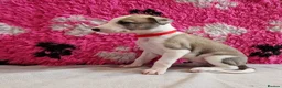 Lurcher dogs for sale: Lurcher pups - Advert 6