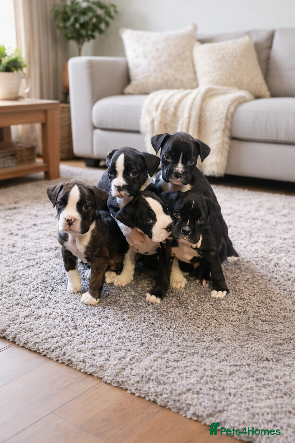 Boxer dogs 5 ⭐️ Licensed breeder, Health tested parents.  - Advert 17